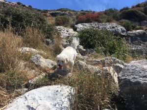Dog on rocks near Ghar Lapsi