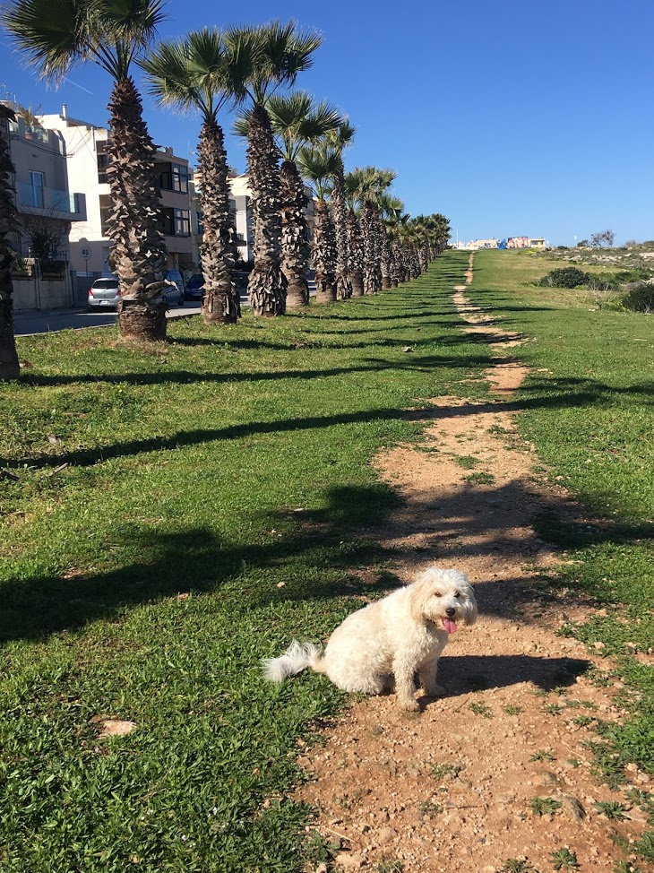 5 reasons to love Pembroke – Yellow Rock